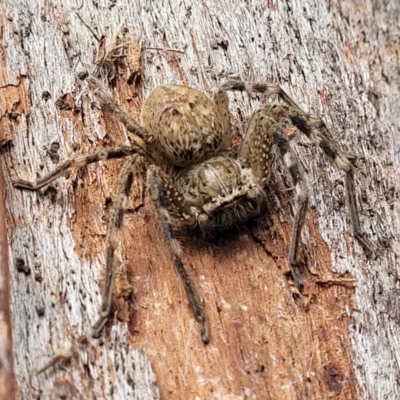 Neosparassus sp. (genus) (Unidentified Badge huntsman) at Stromlo, ACT - 4 Feb 2022 by trevorpreston