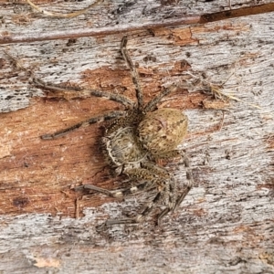 Neosparassus sp. (genus) at Stromlo, ACT - 4 Feb 2022 04:31 PM