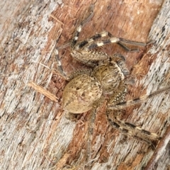 Neosparassus sp. (genus) at Stromlo, ACT - 4 Feb 2022