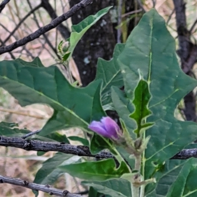 Solanum cinereum (Narrawa Burr) at Block 402 - 4 Feb 2022 by trevorpreston