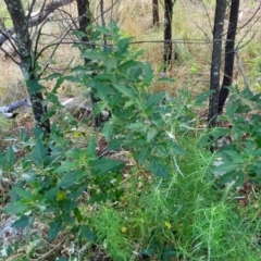 Solanum cinereum at Stromlo, ACT - 4 Feb 2022 04:40 PM