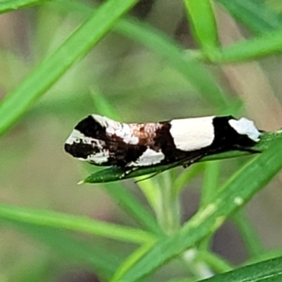 Monopis icterogastra (Wool Moth) at Stromlo, ACT - 4 Feb 2022 by trevorpreston