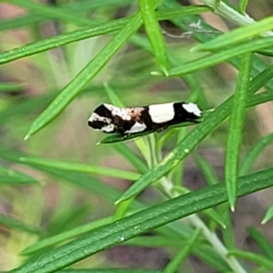 Monopis icterogastra at Stromlo, ACT - 4 Feb 2022 04:36 PM