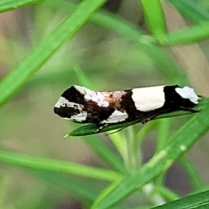 Monopis icterogastra at Stromlo, ACT - 4 Feb 2022