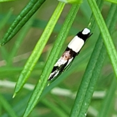 Monopis icterogastra at Stromlo, ACT - 4 Feb 2022