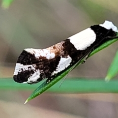 Monopis icterogastra at Stromlo, ACT - 4 Feb 2022