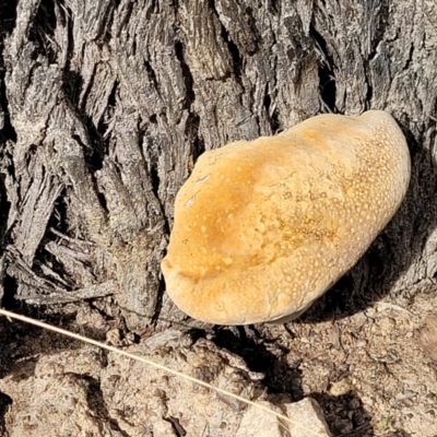 zz Polypore (shelf/hoof-like) at Stromlo, ACT - 4 Feb 2022 by trevorpreston