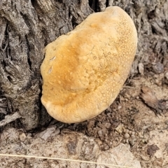 zz Polypore (shelf/hoof-like) at Stromlo, ACT - 4 Feb 2022 04:30 PM