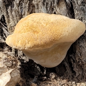 zz Polypore (shelf/hoof-like) at Stromlo, ACT - 4 Feb 2022 04:30 PM