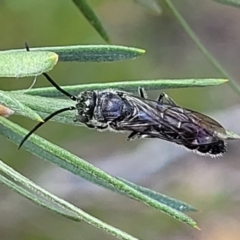 Tiphiidae sp. (family) (Unidentified Smooth flower wasp) at Stromlo, ACT - 4 Feb 2022 by trevorpreston