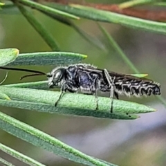 Tiphiidae (family) at Stromlo, ACT - 4 Feb 2022