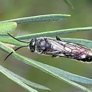 Tiphiidae (family) at Stromlo, ACT - 4 Feb 2022