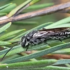 Tiphiidae (family) at Stromlo, ACT - 4 Feb 2022