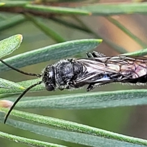 Tiphiidae (family) at Stromlo, ACT - 4 Feb 2022