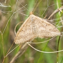 Scopula rubraria (Reddish Wave, Plantain Moth) at Piney Ridge - 4 Feb 2022 by tpreston