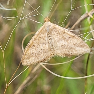 Scopula rubraria (Reddish Wave, Plantain Moth) at Stromlo, ACT - 4 Feb 2022 by trevorpreston