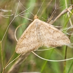 Scopula rubraria at Stromlo, ACT - 4 Feb 2022