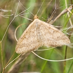 Scopula rubraria at Stromlo, ACT - 4 Feb 2022 04:17 PM