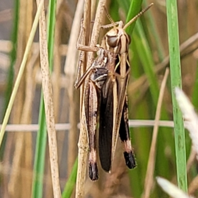 Caledia captiva (grasshopper) at Stromlo, ACT - 4 Feb 2022 by trevorpreston