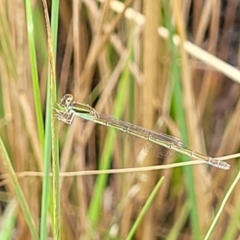 Ischnura aurora (Aurora Bluetail) at Block 402 - 4 Feb 2022 by trevorpreston