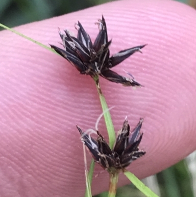 Schoenus apogon (Common Bog Sedge) at Hughes Garran Woodland - 3 Feb 2022 by Tapirlord