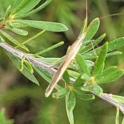 Mutusca brevicornis (A broad-headed bug) at Stromlo, ACT - 4 Feb 2022 by trevorpreston