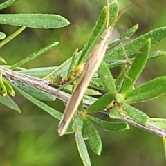 Mutusca brevicornis at Stromlo, ACT - 4 Feb 2022