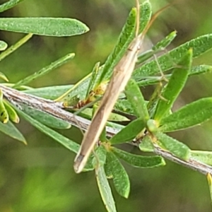 Mutusca brevicornis at Stromlo, ACT - 4 Feb 2022