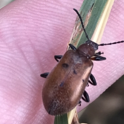 Ecnolagria grandis (Honeybrown beetle) at Hughes Garran Woodland - 3 Feb 2022 by Tapirlord