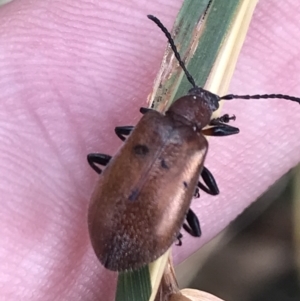 Ecnolagria grandis at Garran, ACT - 3 Feb 2022 05:44 PM