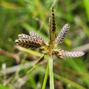 Cyperus sanguinolentus at Stromlo, ACT - 4 Feb 2022