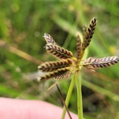 Cyperus sanguinolentus at Stromlo, ACT - 4 Feb 2022 03:55 PM