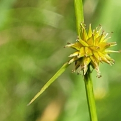 Cyperus sphaeroideus (Scented Sedge) at Block 402 - 4 Feb 2022 by trevorpreston