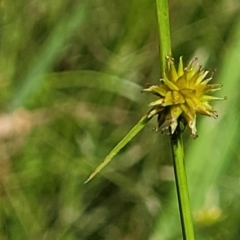 Cyperus sphaeroideus at Stromlo, ACT - 4 Feb 2022