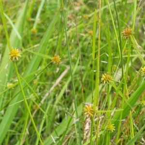 Cyperus sphaeroideus at Stromlo, ACT - 4 Feb 2022