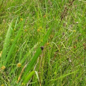 Cyperus sphaeroideus at Stromlo, ACT - 4 Feb 2022