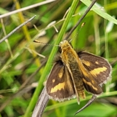 Taractrocera papyria (White-banded Grass-dart) at Stromlo, ACT - 4 Feb 2022 by trevorpreston