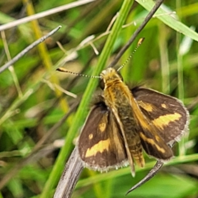 Taractrocera papyria (White-banded Grass-dart) at Block 402 - 4 Feb 2022 by trevorpreston