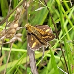 Taractrocera papyria at Stromlo, ACT - 4 Feb 2022