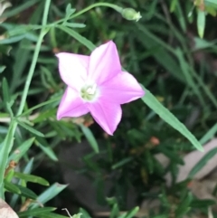 Convolvulus angustissimus subsp. angustissimus (Australian Bindweed) at Hughes Garran Woodland - 3 Feb 2022 by Tapirlord