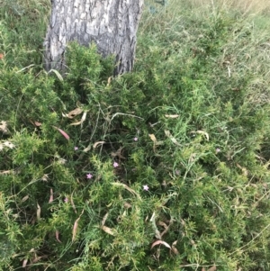 Convolvulus angustissimus subsp. angustissimus at Hughes, ACT - 3 Feb 2022 05:45 PM