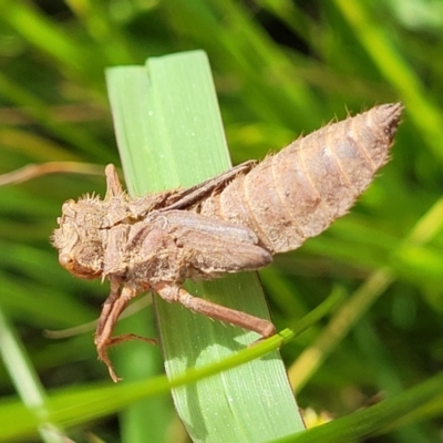 Anisoptera (suborder) (Unidentified dragonfly) at Block 402 - 4 Feb 2022 by trevorpreston