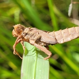 Anisoptera (suborder) at Stromlo, ACT - 4 Feb 2022