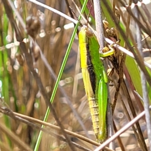 Bermius brachycerus at Stromlo, ACT - 4 Feb 2022