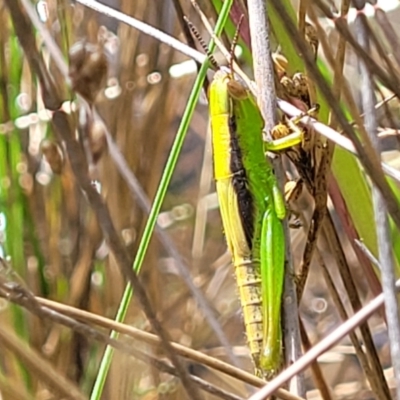 Bermius brachycerus (A grasshopper) at Block 402 - 4 Feb 2022 by trevorpreston