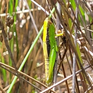 Bermius brachycerus at Stromlo, ACT - 4 Feb 2022