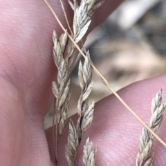 Poa sieberiana (Poa Tussock) at Red Hill to Yarralumla Creek - 3 Feb 2022 by Tapirlord