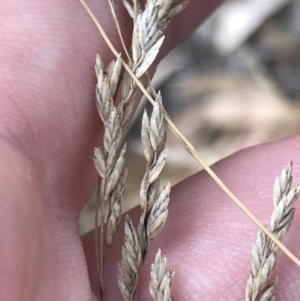 Poa sieberiana at Hughes, ACT - 3 Feb 2022 05:47 PM