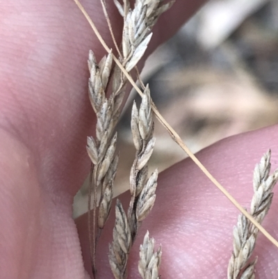 Poa sieberiana (Poa Tussock) at Hughes, ACT - 3 Feb 2022 by Tapirlord