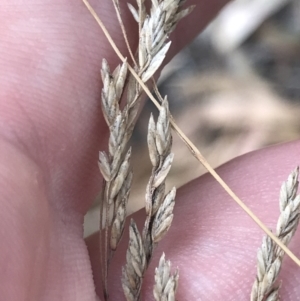 Poa sieberiana at Hughes, ACT - 3 Feb 2022 05:47 PM